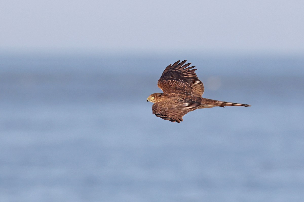 Sharp-shinned Hawk - ML610665640