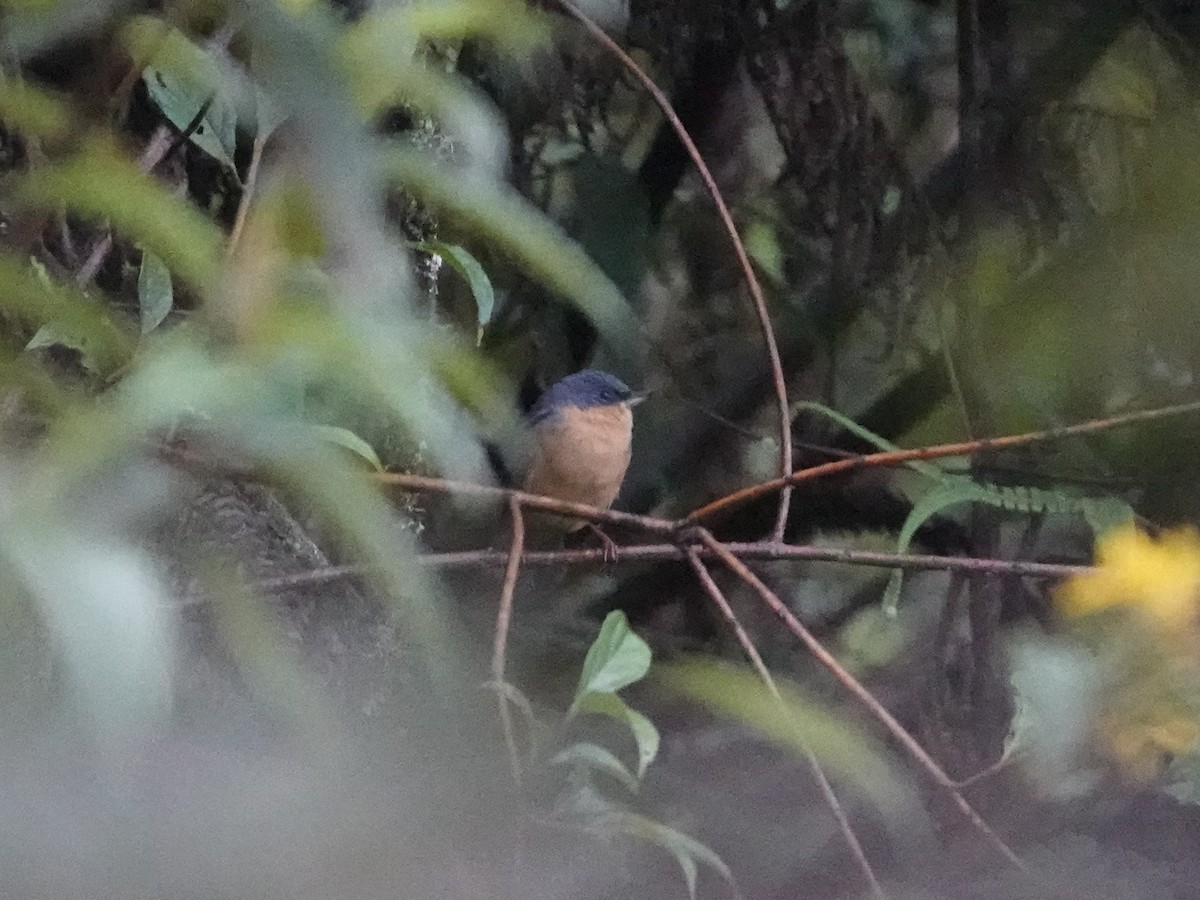 Rusty Flowerpiercer - ML610665642