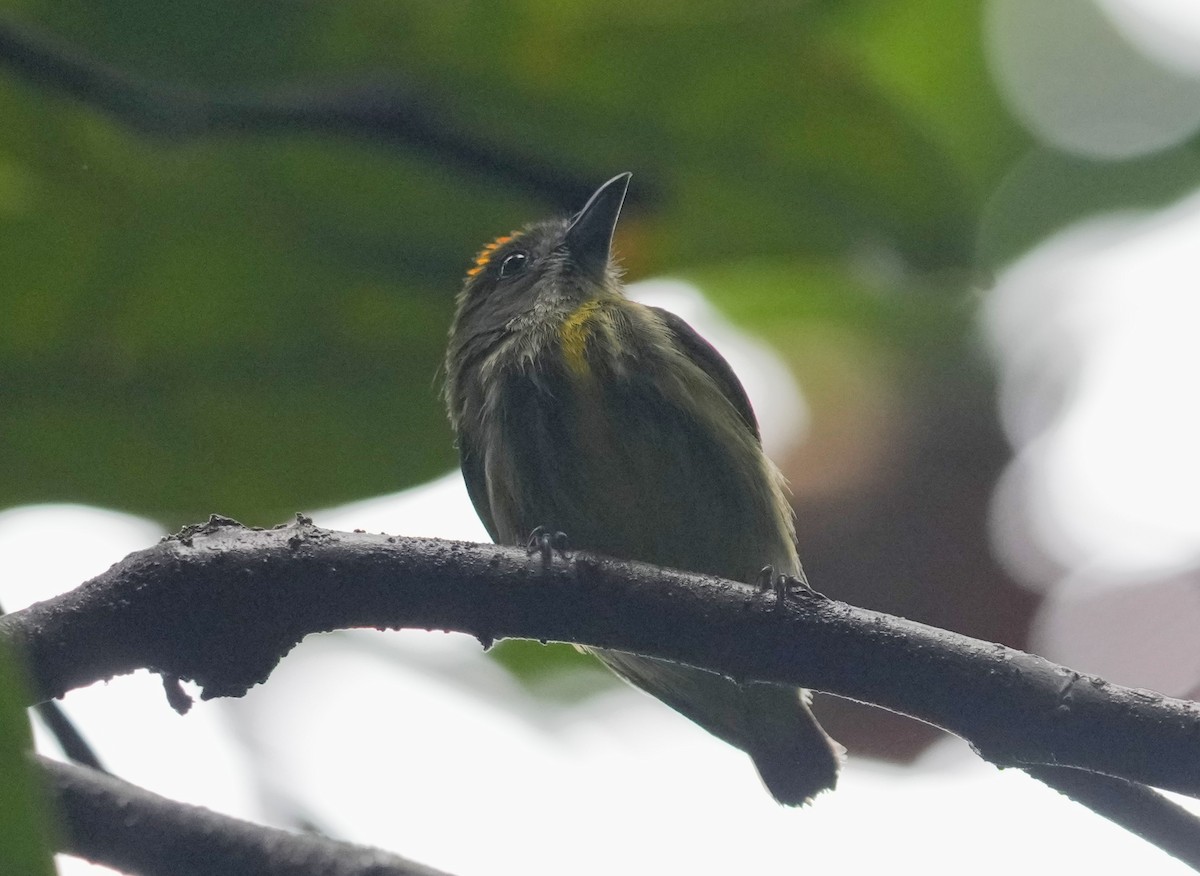 Yellow-breasted Flowerpecker - Ethan Skinner