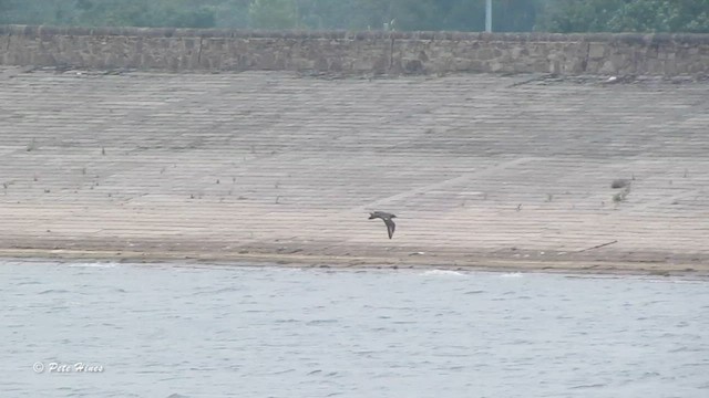 キタオオトウゾクカモメ - ML610665646