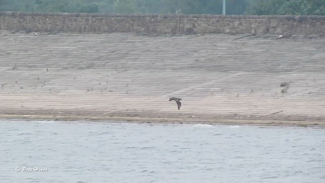 Great Skua - ML610665646