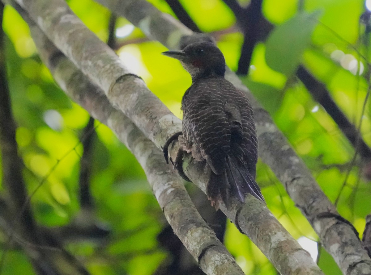 Buff-necked Woodpecker - Ethan Skinner