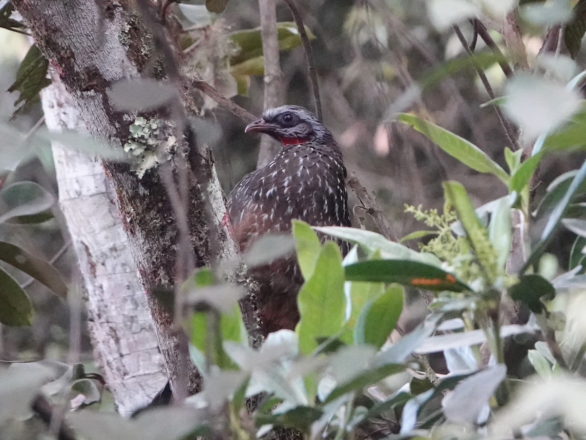 Andean Guan - ML610665673