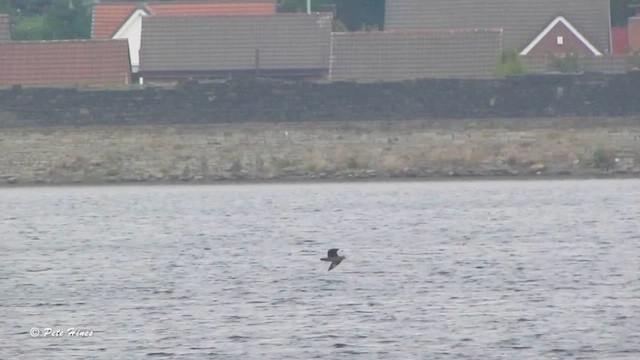 Great Skua - ML610665695