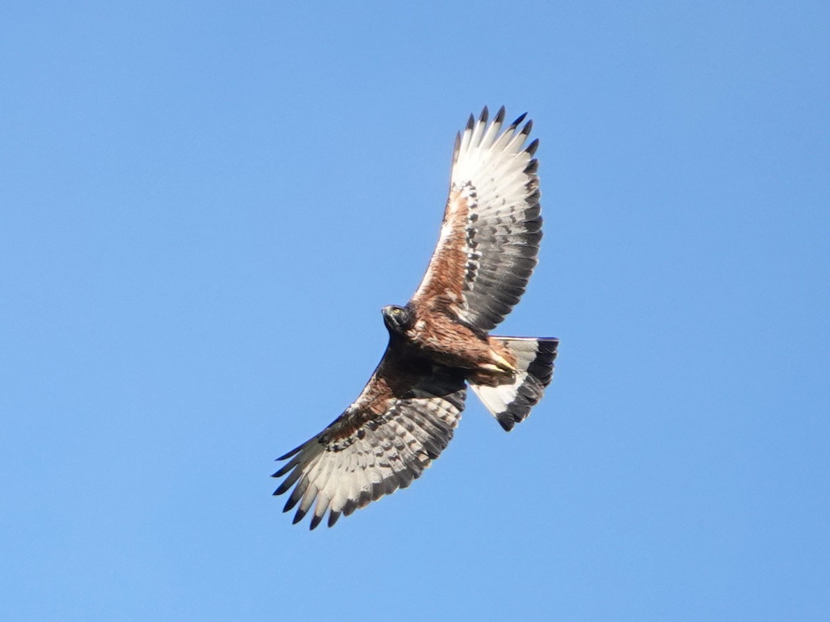 Black-and-chestnut Eagle - ML610665697
