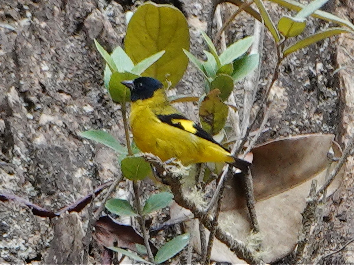 Olivaceous Siskin - ML610665786