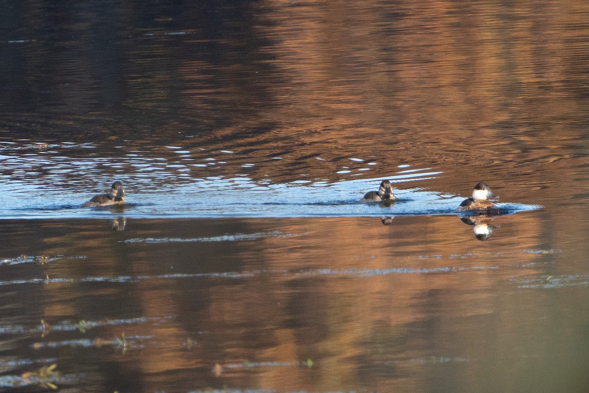 Ruddy Duck - ML610665791