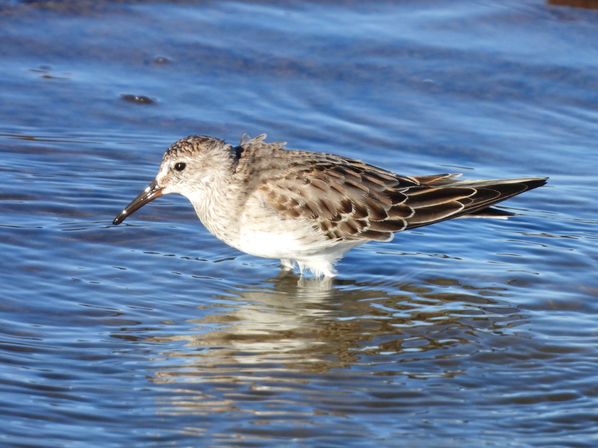 White-rumped Sandpiper - Miguel Hernández Santana