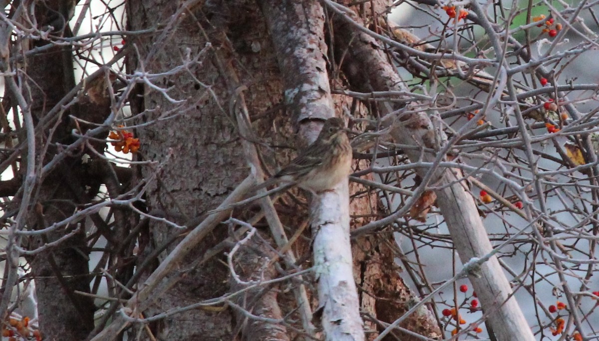 Vesper Sparrow - ML610665967