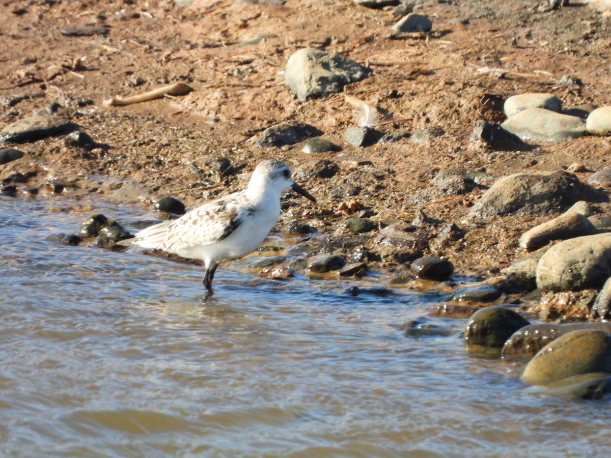 Sanderling - ML610666040