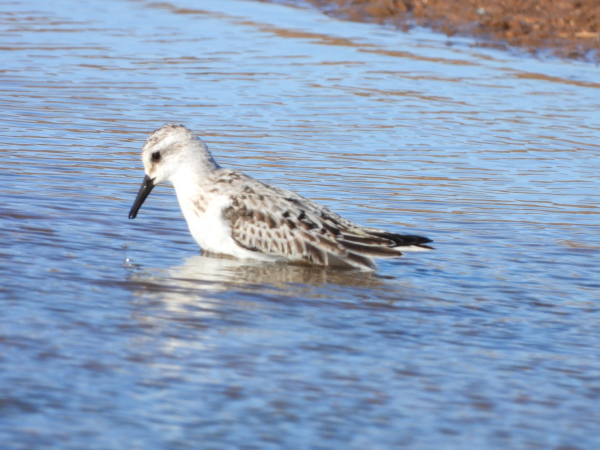 Sanderling - ML610666044