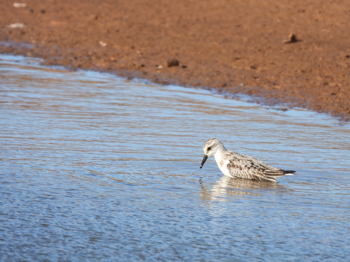 Sanderling - ML610666045