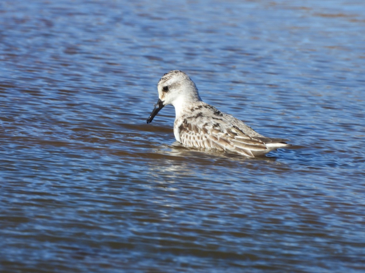 Sanderling - ML610666048