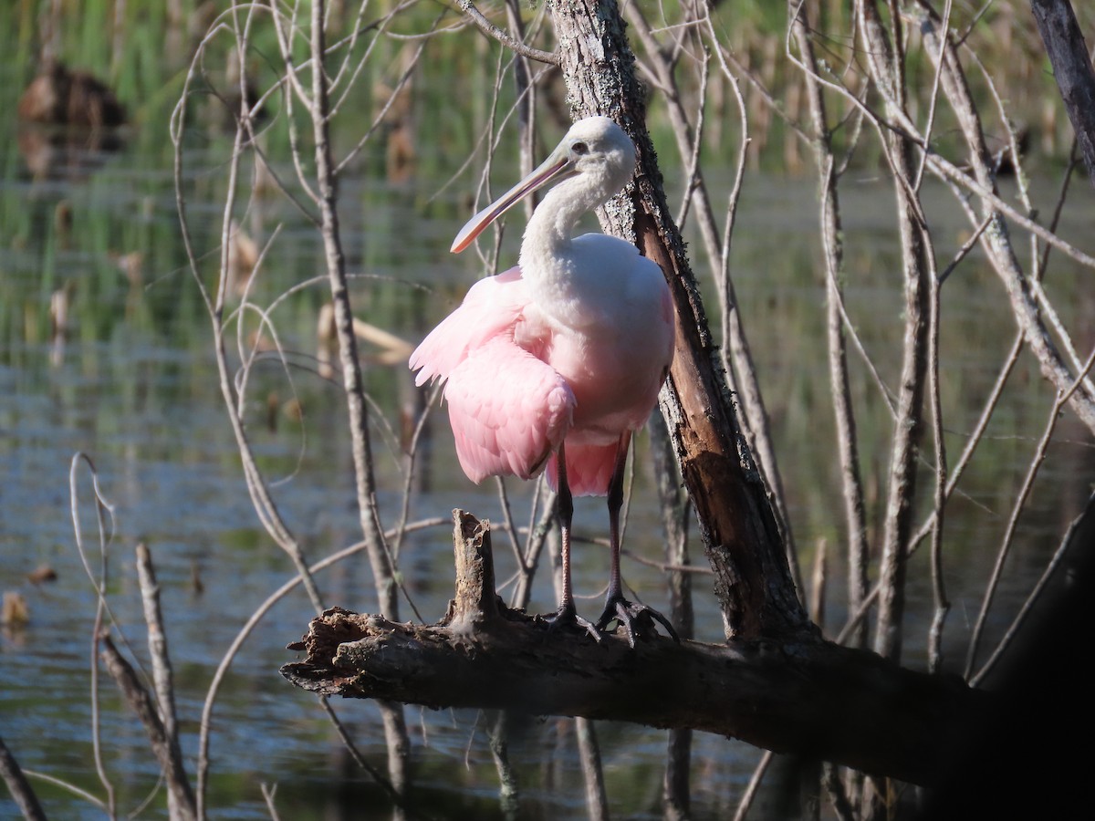 Roseate Spoonbill - ML610666183