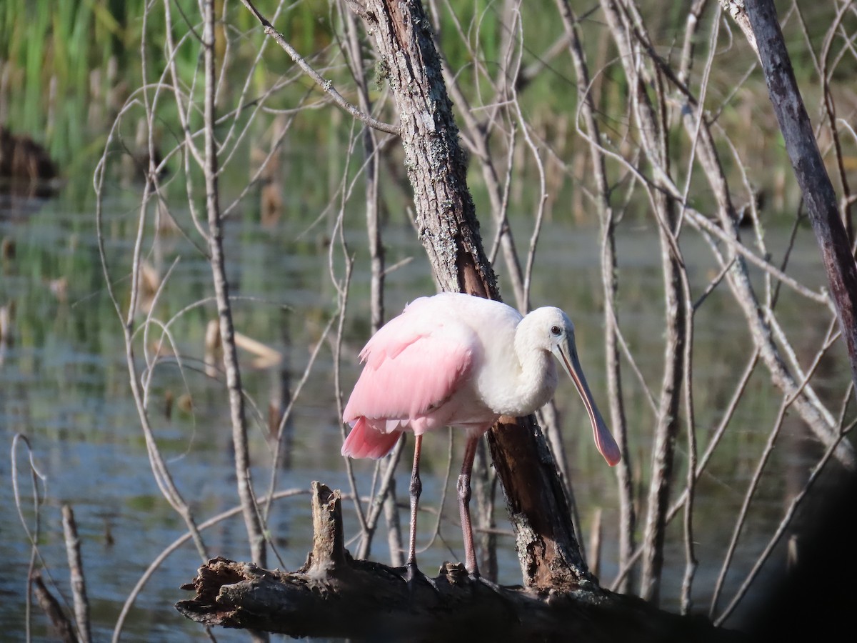 Roseate Spoonbill - ML610666184