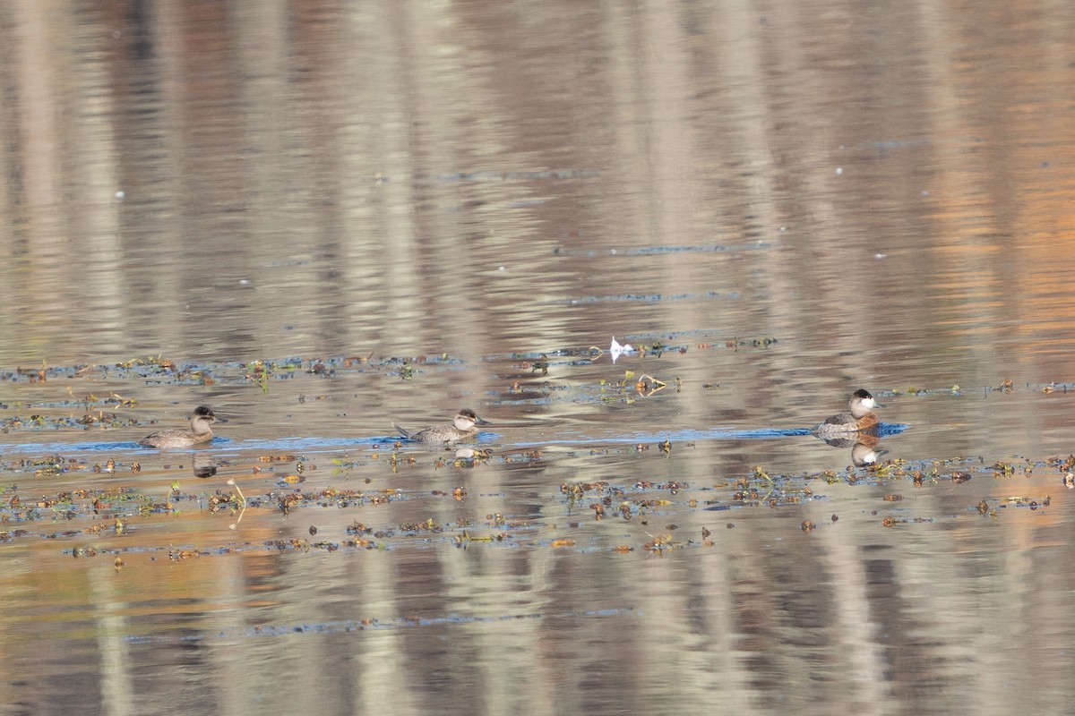 Ruddy Duck - ML610666185