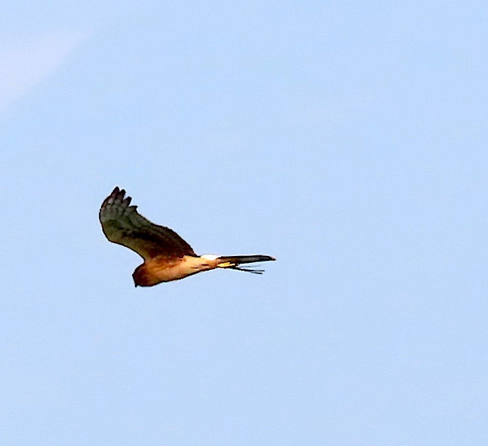 Northern Harrier - Carlos Palomera