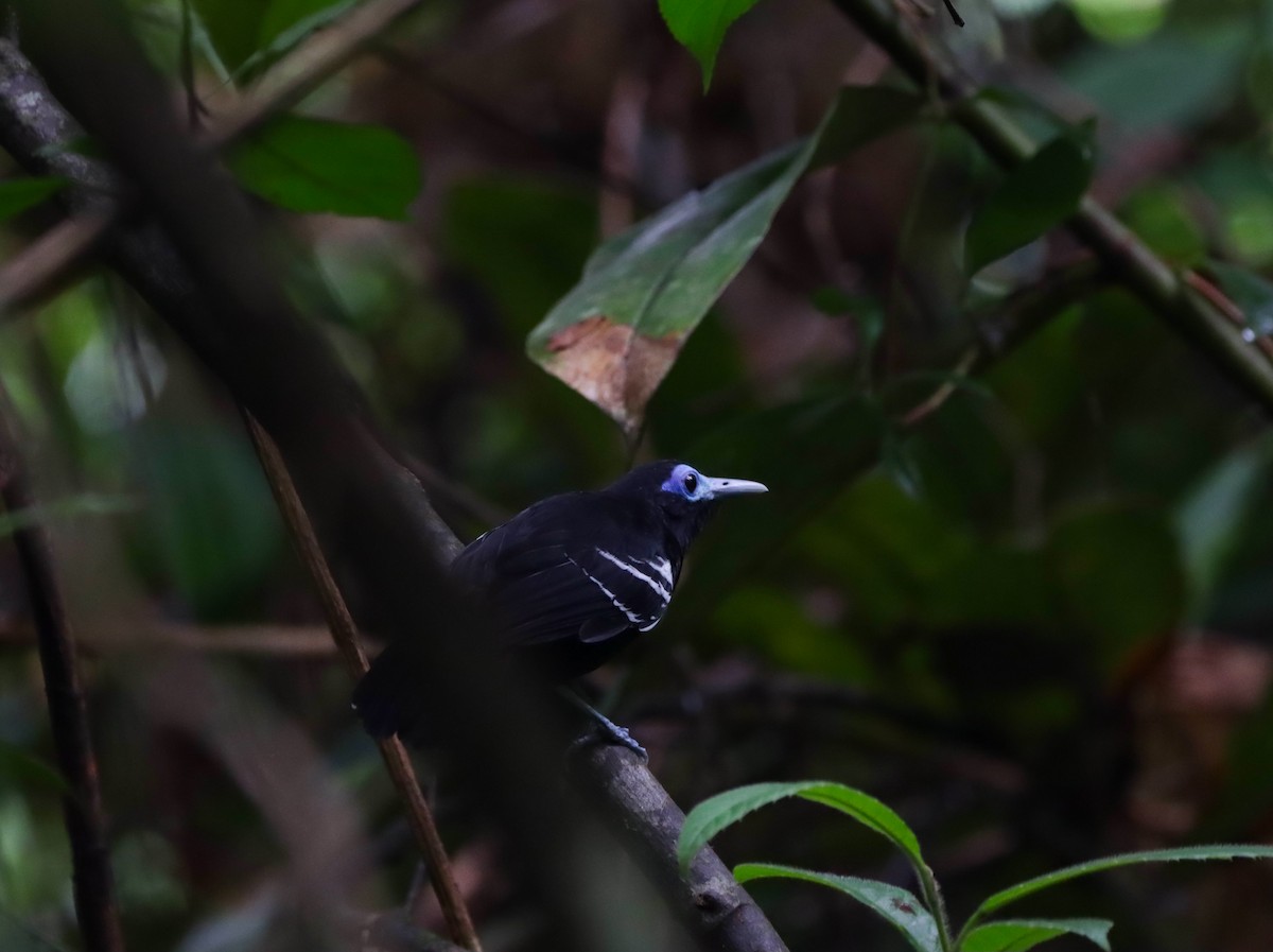 Bare-crowned Antbird - ML610666281