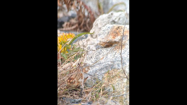 Snow Bunting - ML610666300