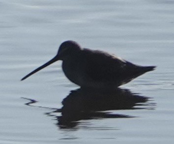 Long-billed Dowitcher - ML610666303