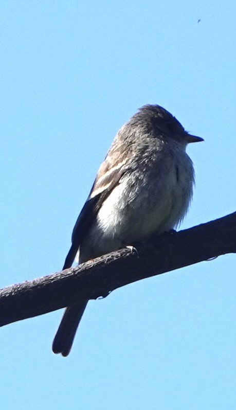 Eastern Wood-Pewee - ML610666385