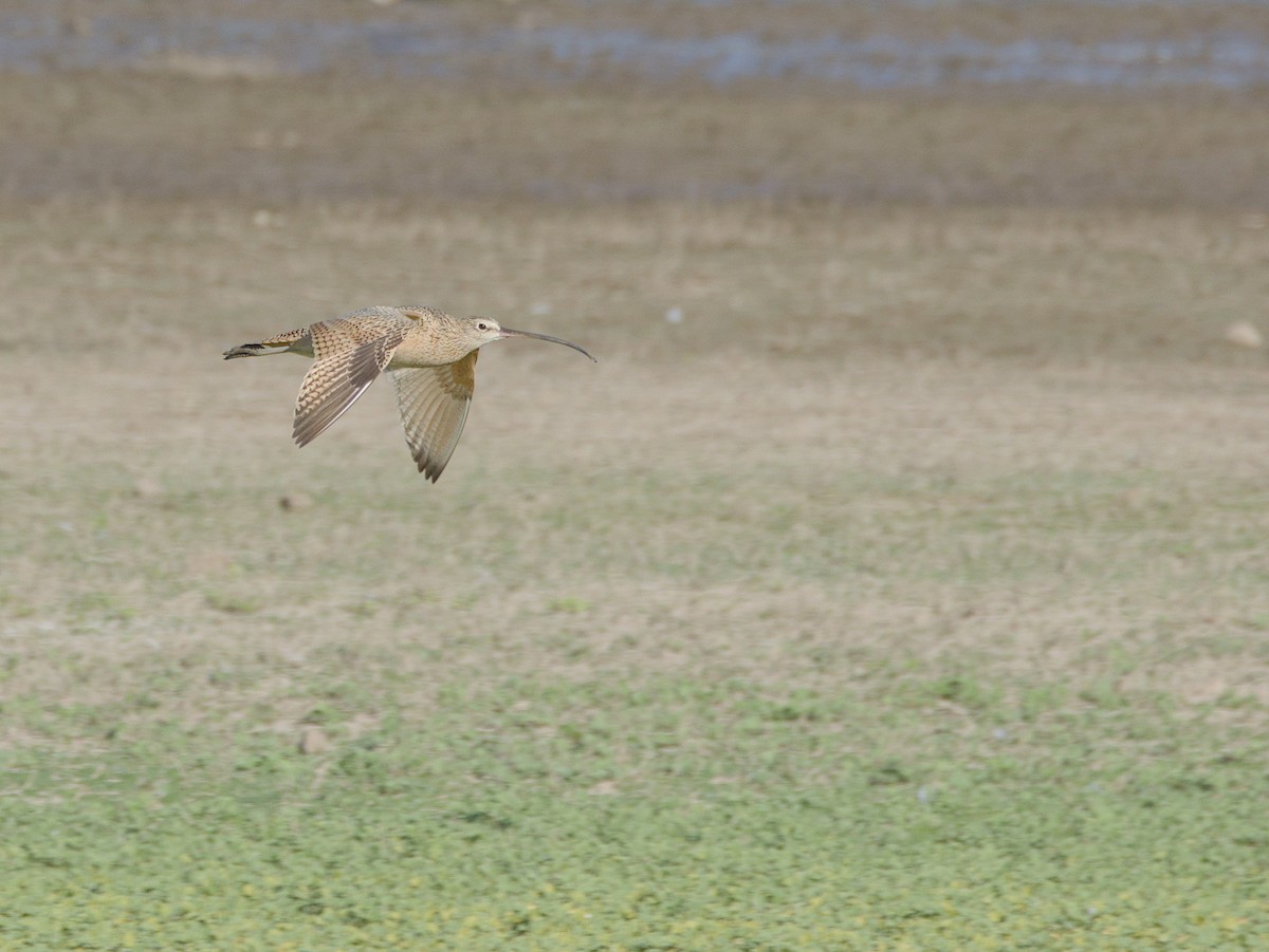 Long-billed Curlew - Antonio Maldonado