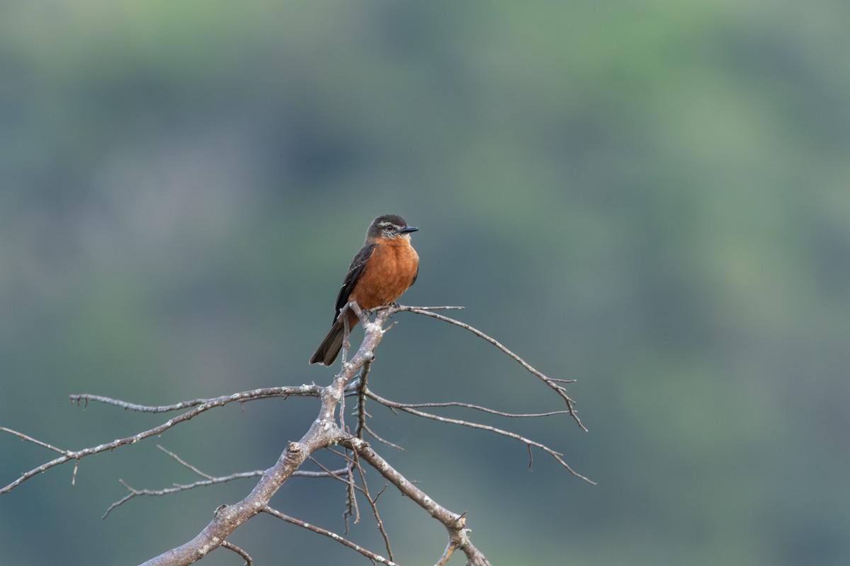 Cliff Flycatcher - ML610666396