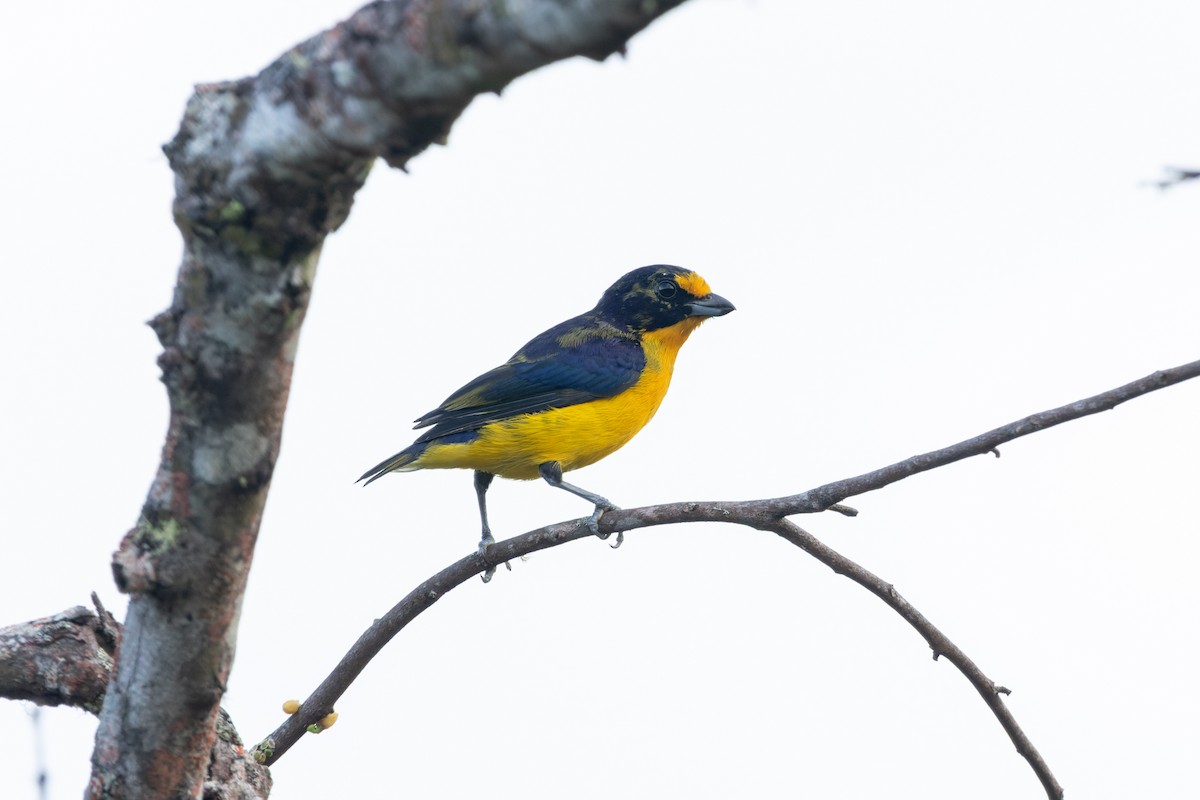 Violaceous Euphonia - Tomaz Melo