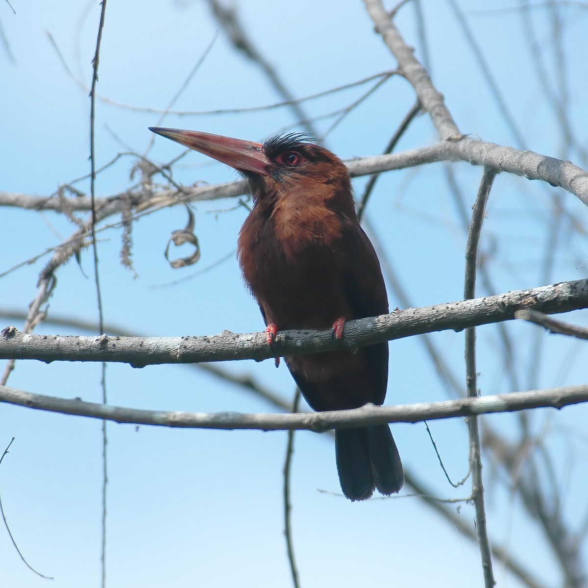 Purus Jacamar - Gary Rosenberg