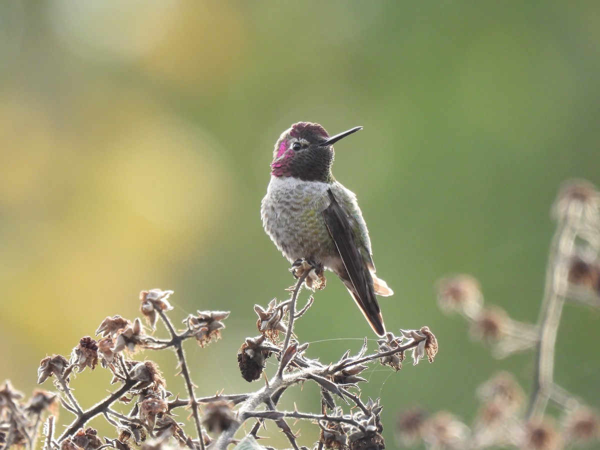 Anna's Hummingbird - ML610666525