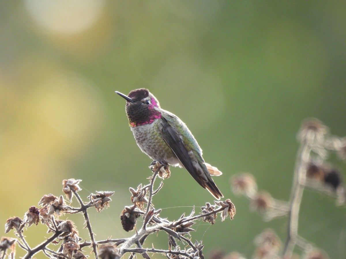 Anna's Hummingbird - ML610666526