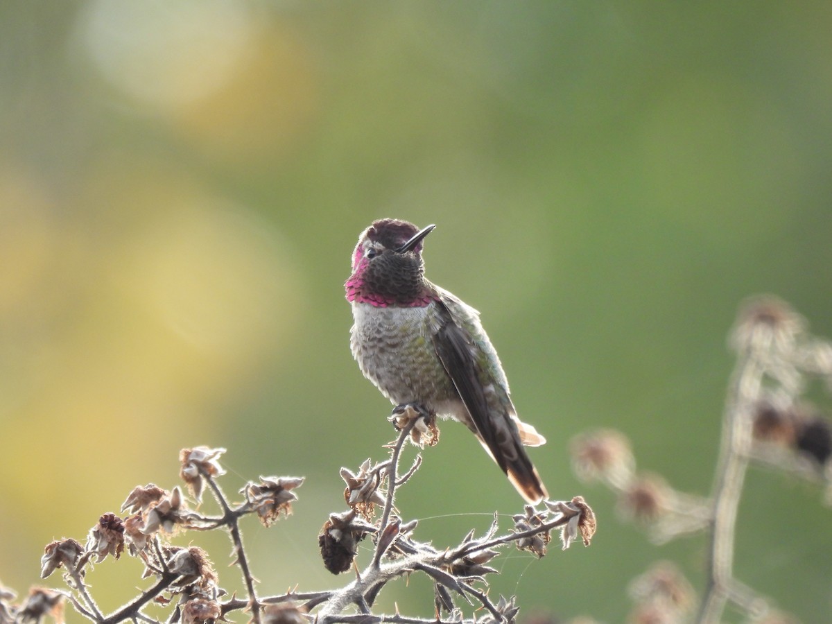 Anna's Hummingbird - ML610666527