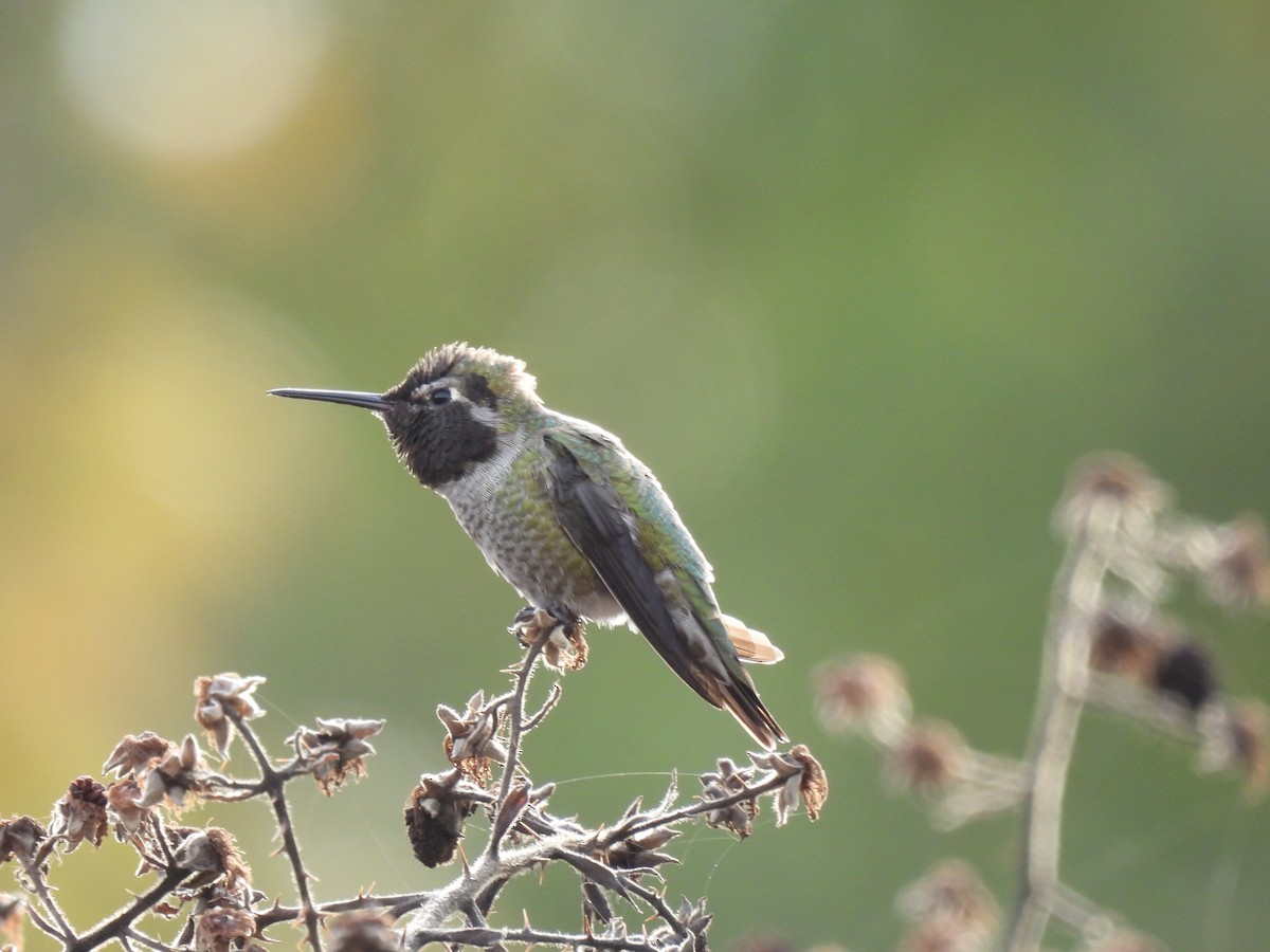 Anna's Hummingbird - ML610666528