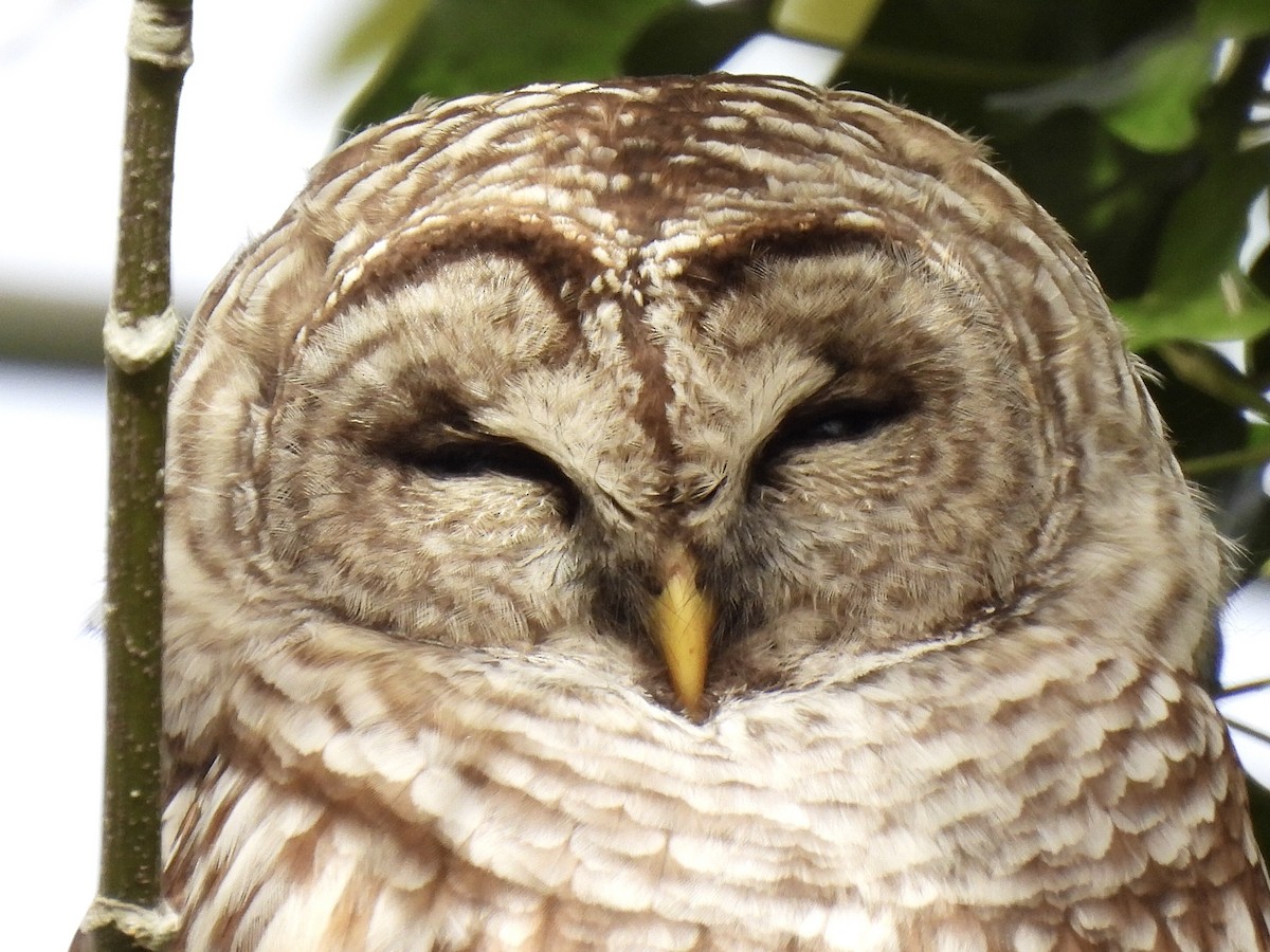 Barred Owl - ML610666542