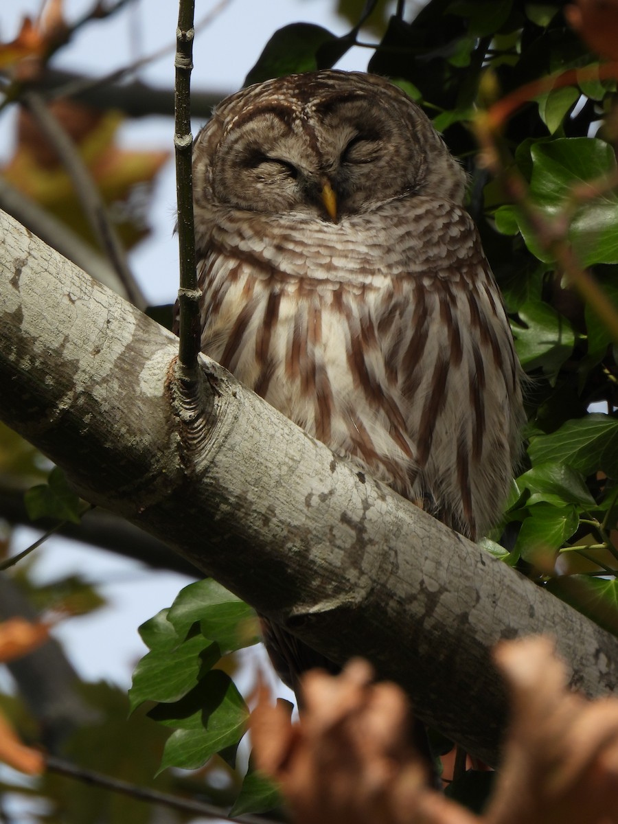 Barred Owl - ML610666544