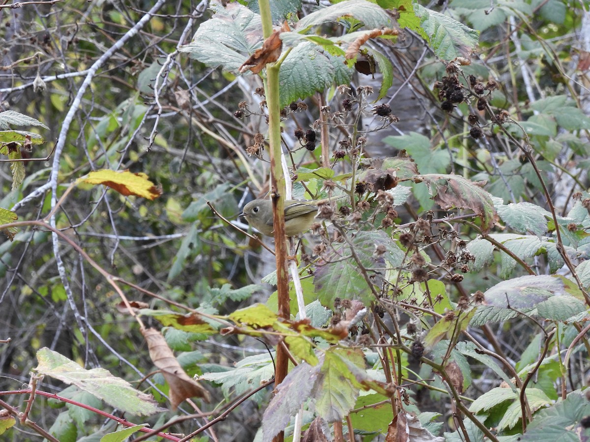 Ruby-crowned Kinglet - pierre geoffray