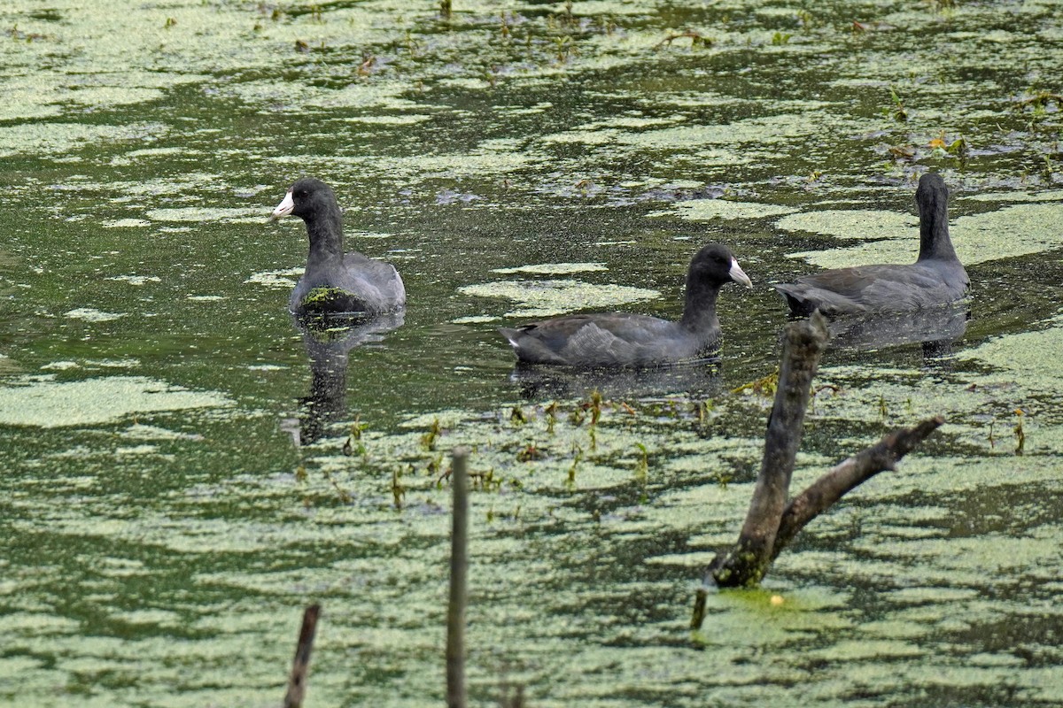 Foulque d'Amérique - ML610666763