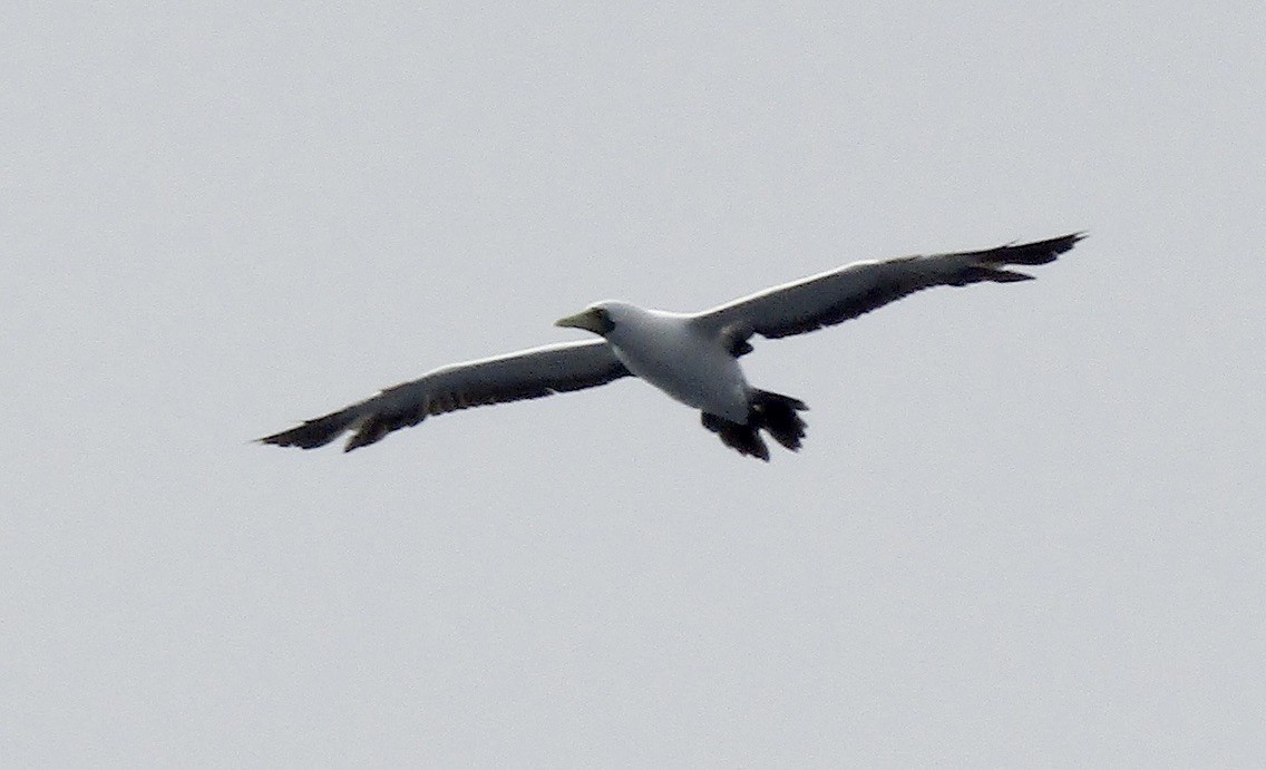 Masked Booby - ML610666834