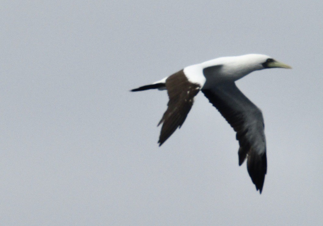 Masked Booby - Carlos G Vasquez C