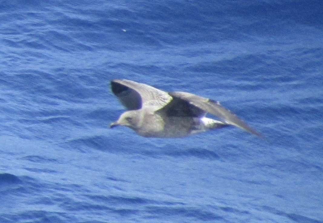 gull sp. - Carlos G Vasquez C