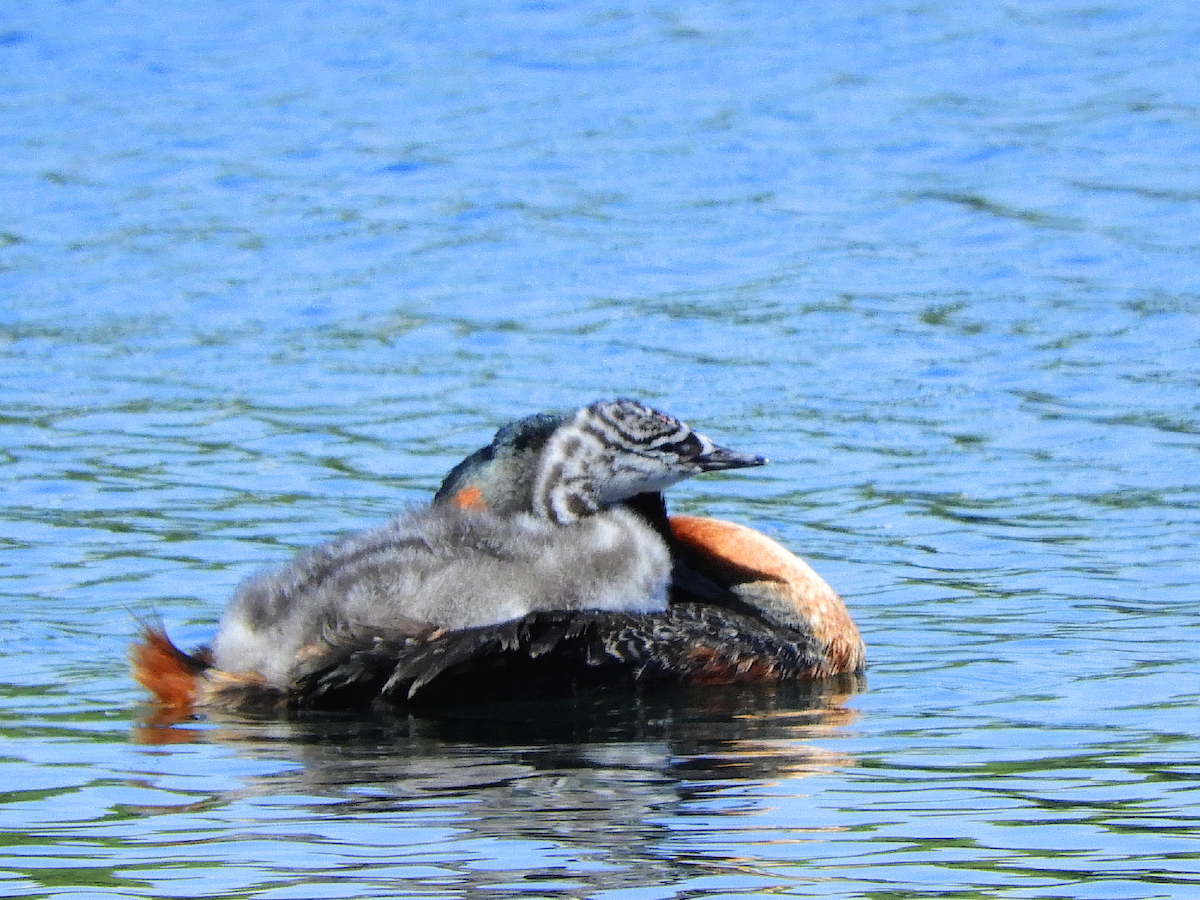 Great Grebe - ML610666870