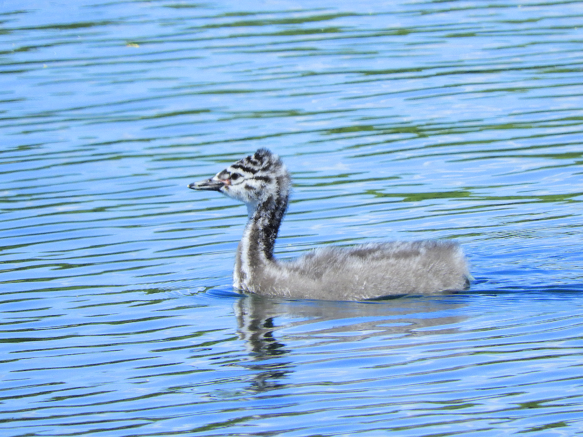 Great Grebe - ML610666871