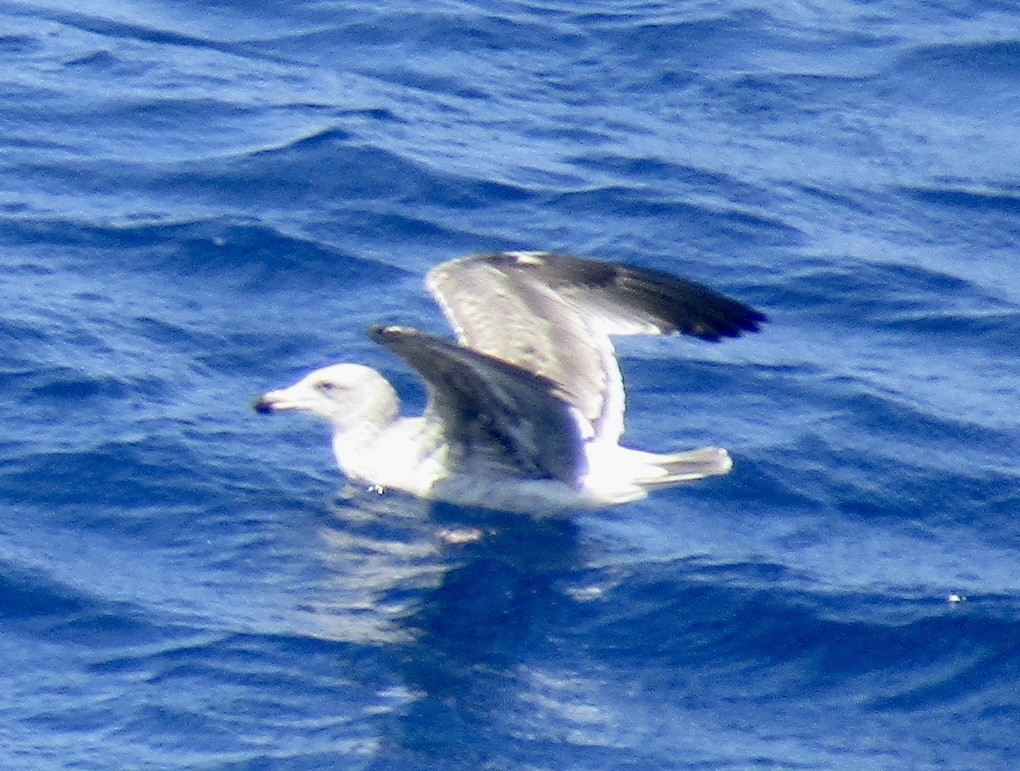 California Gull - Carlos G Vasquez C