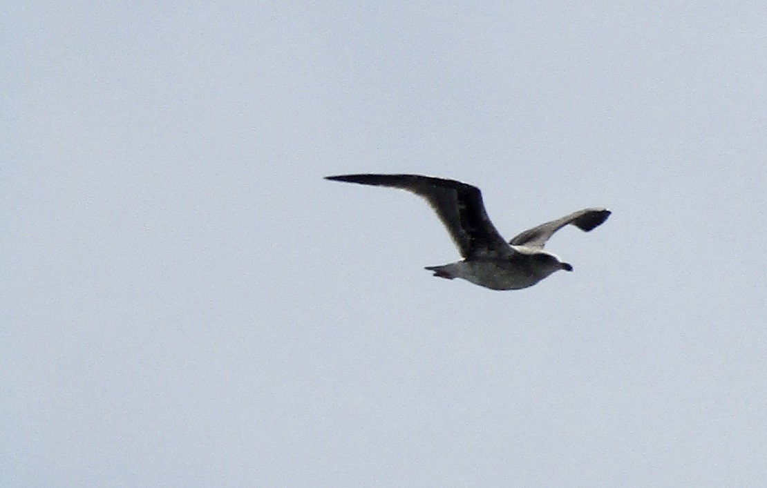 Western Gull - ML610666885