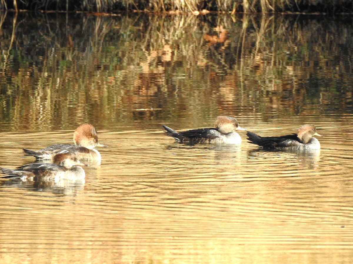 Hooded Merganser - ML610666942