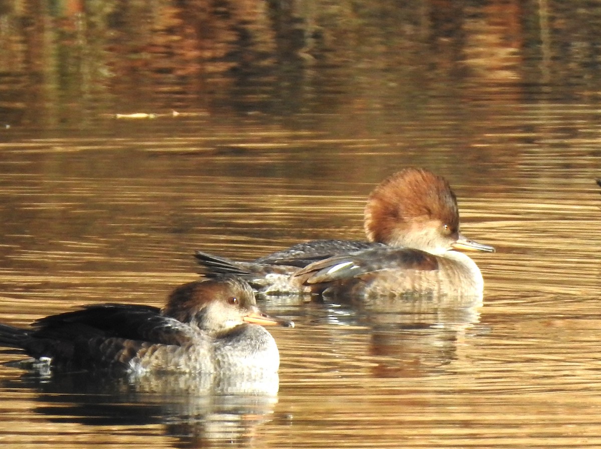 Hooded Merganser - ML610666944