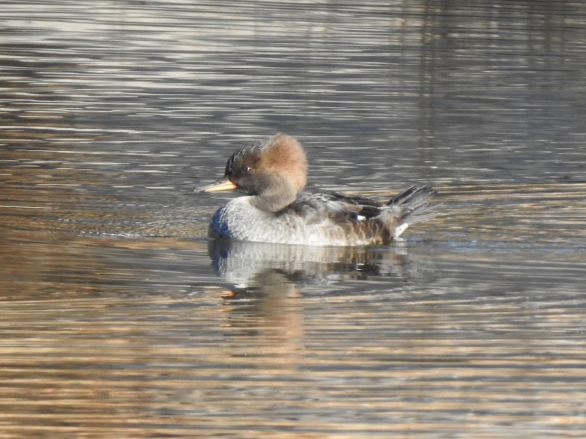 Hooded Merganser - ML610666948