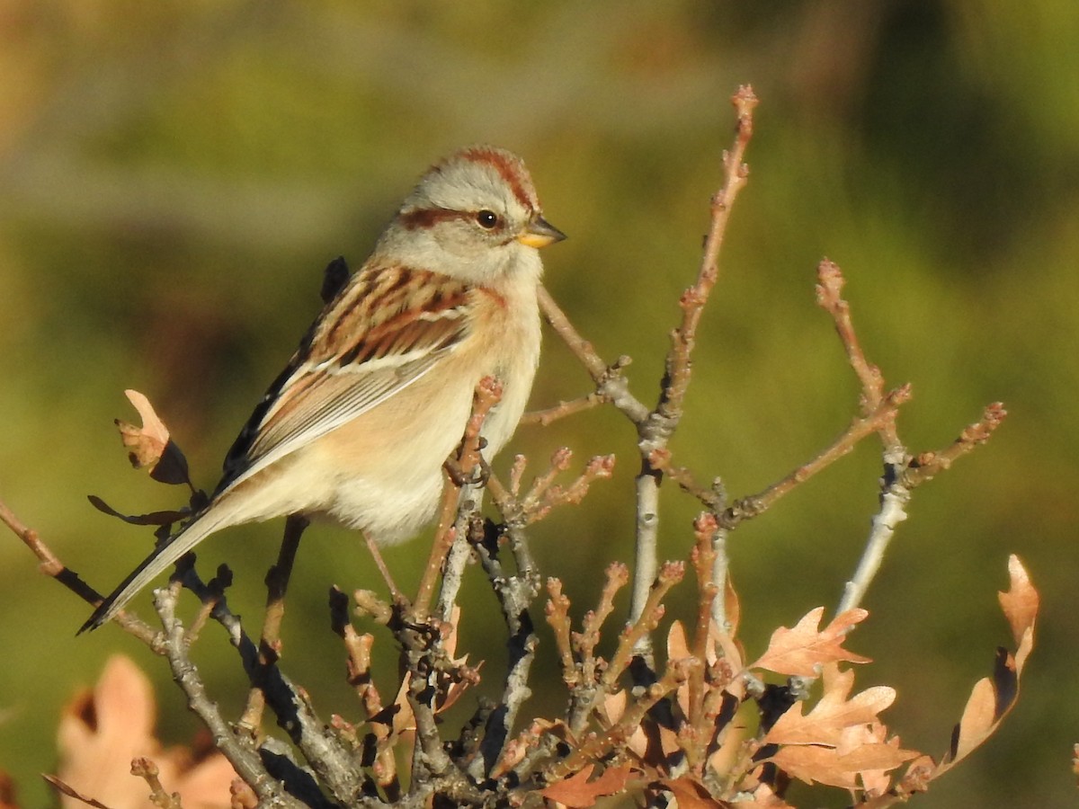 American Tree Sparrow - ML610666967