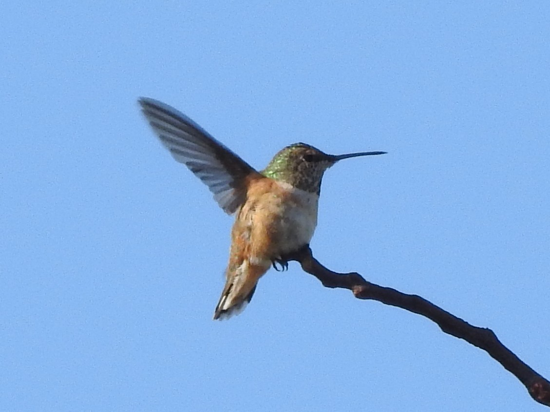 Rufous/Allen's Hummingbird - ML610666979