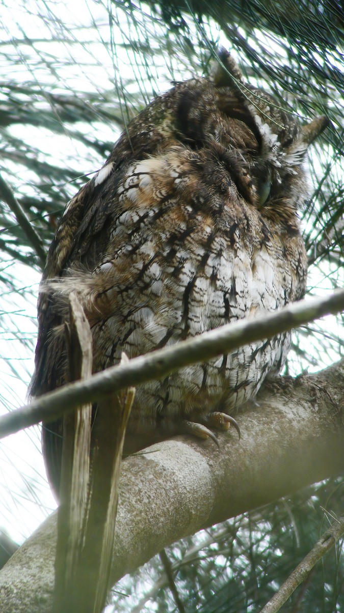 Koepcke's Screech-Owl - Gary Rosenberg